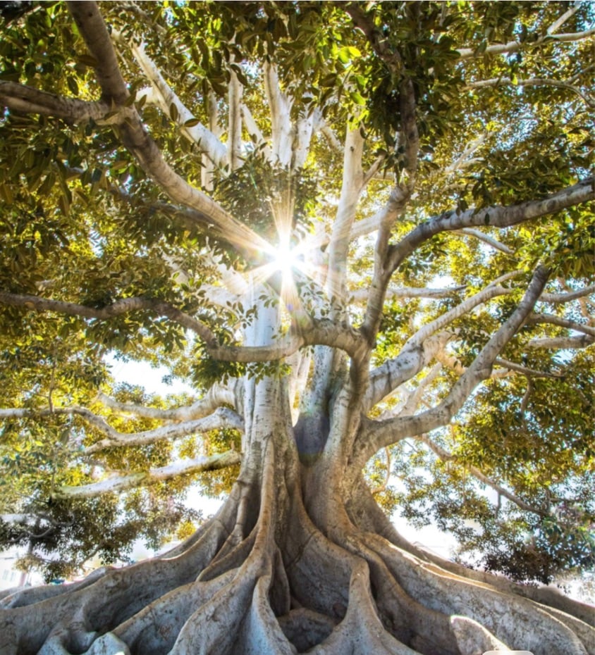 Sunlight bursting through a majestic tree