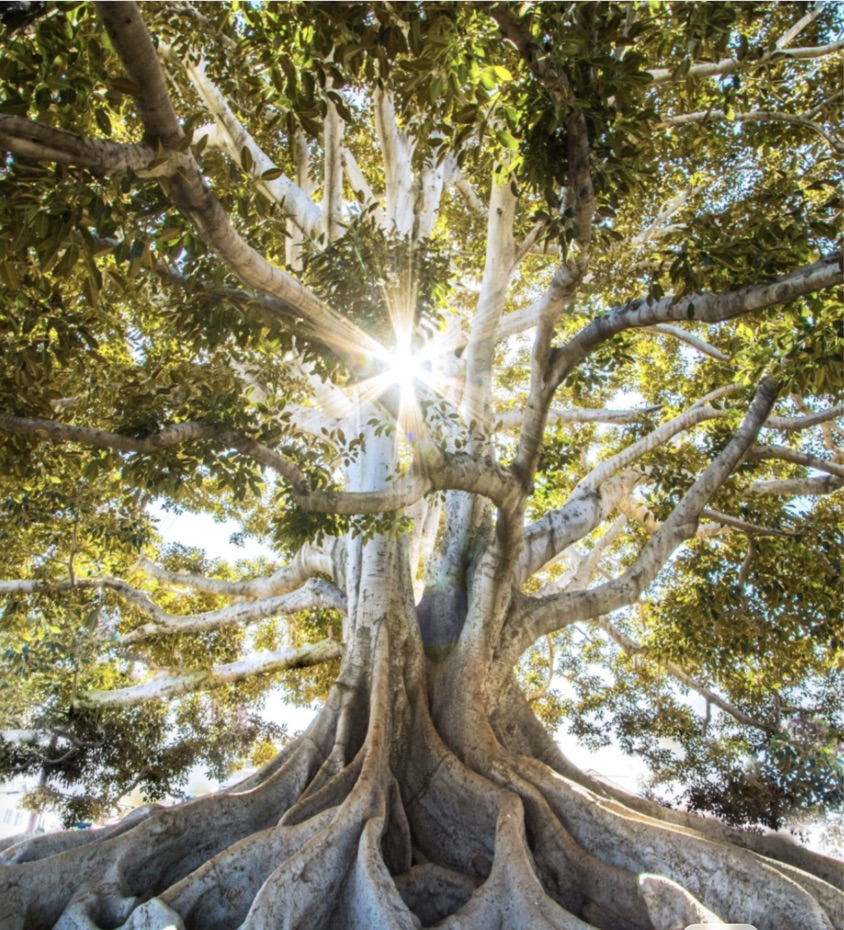 Sunlight bursting through a majestic tree
